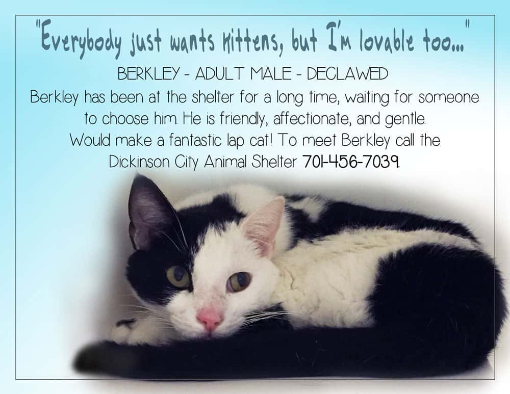 cat Berkley adoption poster