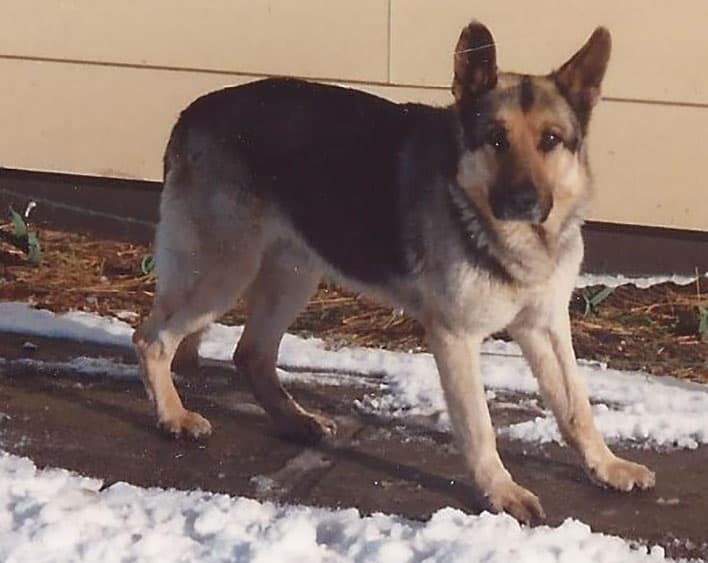 RaeLea's childhood dog, Lobo